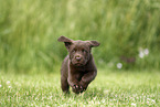 Labrador Retriever Puppy