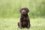 Labrador Retriever Puppy