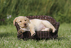 Labrador Retriever Puppy