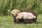 Labrador Retriever Puppy