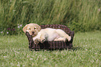 Labrador Retriever Puppy