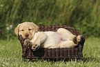 Labrador Retriever Puppy