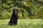 female Labrador Retriever