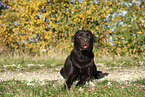 female Labrador Retriever