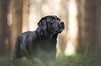 male Labrador Retriever