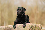 black Labrador Retriever