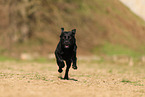 black Labrador Retriever