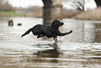 black Labrador Retriever