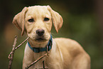 Labrador Retriever Puppy