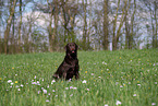 brown Labrador Retriever