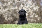 Labrador Retriever puppy