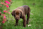 Labrador Retriever Puppy