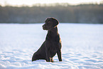 Labrador Retriever