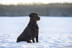 Labrador Retriever