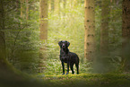 black Labrador