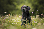 black Labrador