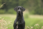 black Labrador Retriever