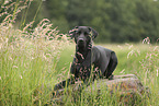 black Labrador Retriever