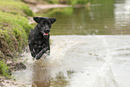 black Labrador Retriever