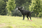 black Labrador Retriever