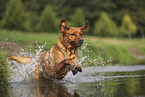 Labrador Retriever