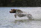 silver Labrador Retriever