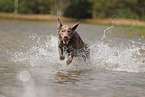 silver Labrador Retriever