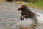 silver Labrador Retriever