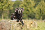 silver Labrador Retriever