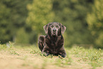 silver Labrador Retriever