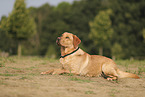 blonde Labrador Retriever