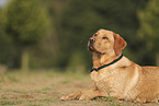 blonde Labrador Retriever