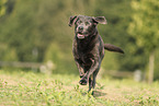 silver Labrador Retriever