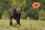 silver Labrador Retriever