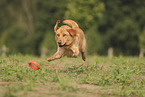 blonde Labrador Retriever