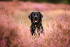 black Labrador Retriever