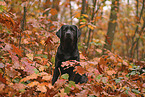 black Labrador Retriever