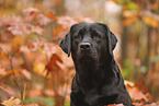 black Labrador Retriever