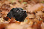 black Labrador Retriever