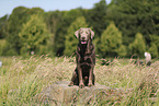 silver Labrador Retriever