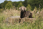 silver Labrador Retriever