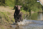 silver Labrador Retriever