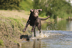 silver Labrador Retriever