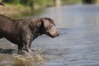 silver Labrador Retriever