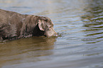 silver Labrador Retriever