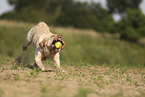 blonde Labrador Retriever