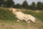 blonde Labrador Retriever