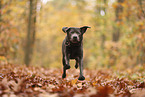 silver Labrador Retriever