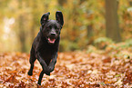 black Labrador Retriever