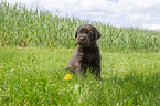 Labrador Retriever puppy